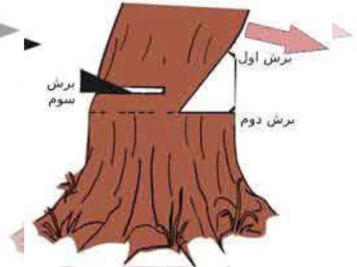 چگونه درختان را قطع کنیم
